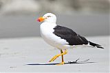 Pacific Gull